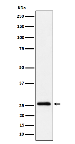 Western blot analysis of TEMT expression in A549 cell lysate.