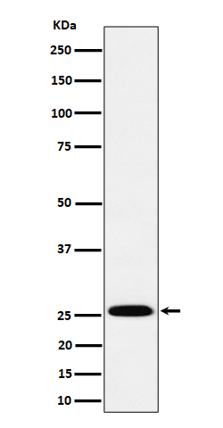 Western blot analysis of TEMT expression in A549 cell lysate