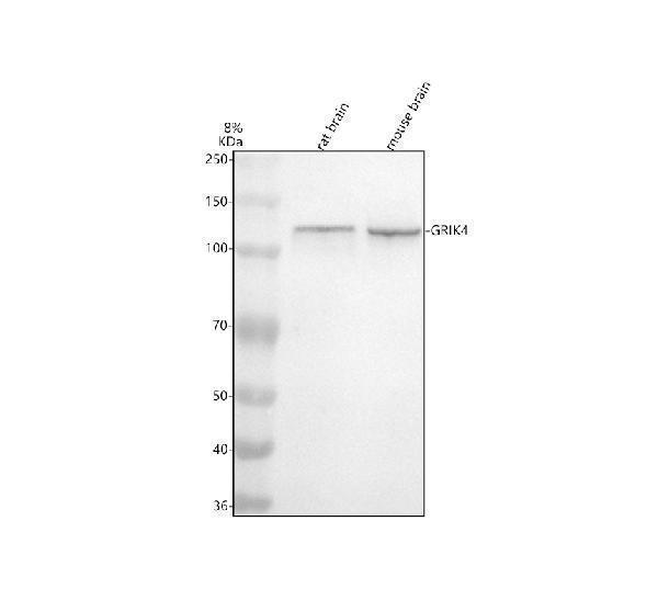  Western blot analysis of GRIK4 using anti-GRIK4 antibody (M09195)