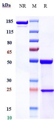 Anti-FcRn (FCGRT & B2M) Reference Antibody (rozanolixizumab) on SDS-PAGE under reducing (R) condition