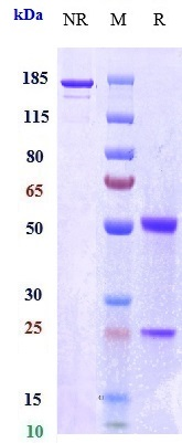 Anti-FcRn (FCGRT & B2M) Reference Antibody (orilanolimab) on SDS-PAGE under reducing (R) condition