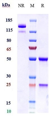 Anti-FcRn (FCGRT & B2M) Reference Antibody (batoclimab) on SDS-PAGE under reducing (R) condition