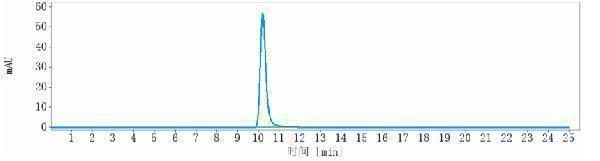 The purity of Anti-IL-1RL2/IL-36R Reference Antibody (spesolimab)is more than 95%