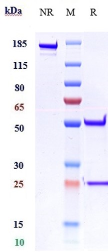 Anti-IL-1RL2/IL-36R Reference Antibody (imsidolimab) on SDS-PAGE under reducing (R) condition