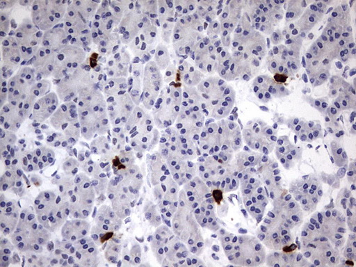 m09214 anti usp48 mouse monoclonal antibody clone id oti1f10 ihc testing 3