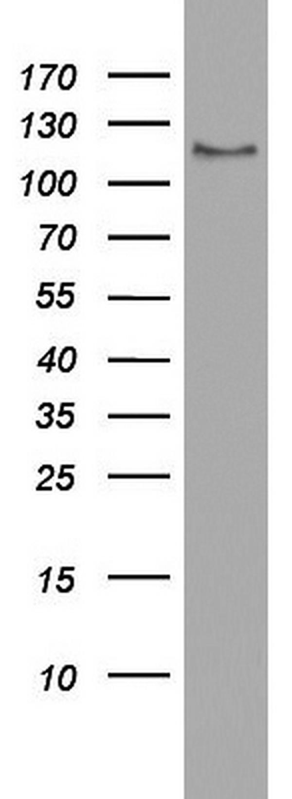 m09214 anti usp48 mouse monoclonal antibody clone id oti1f10 wb testing 1