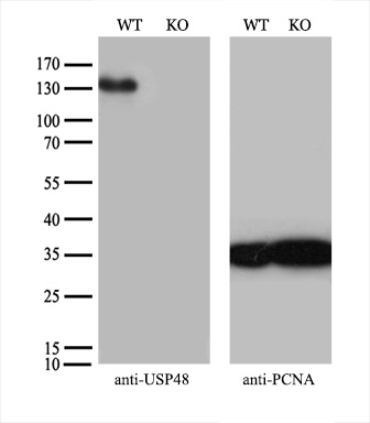 m09214 anti usp48 mouse monoclonal antibody clone id oti1f10 wb testing 2