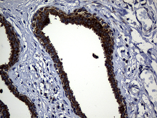 m09218 anti timm23 mouse monoclonal antibody clone id oti2f5 ihc testing 4