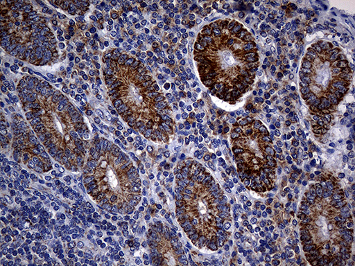 m09218 anti timm23 mouse monoclonal antibody clone id oti2f5 ihc testing 5