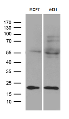 Western blot analysis of extracts (35ug) from 2 different cell lines by using anti-TIMM23 monoclonal antibody (1:500)