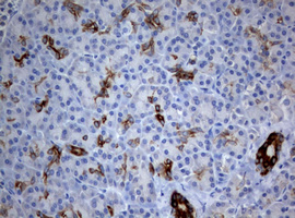 m09220 1 anti bnip1 mouse monoclonal antibody clone id oti2b3 ihc testing 3