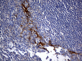 m09220 1 anti bnip1 mouse monoclonal antibody clone id oti2b3 ihc testing 5
