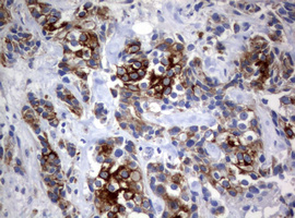 m09220 1 anti bnip1 mouse monoclonal antibody clone id oti2b3 ihc testing 6