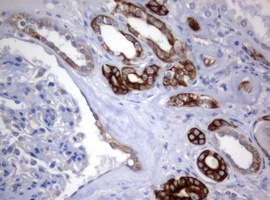 m09220 1 anti bnip1 mouse monoclonal antibody clone id oti2b3 ihc testing 7