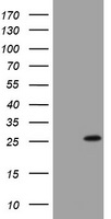 m09220 1 anti bnip1 mouse monoclonal antibody clone id oti2b3 wb testing 1