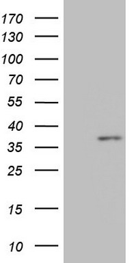 m09224 anti med6 mouse monoclonal antibody clone id oti3c9 wb testing 1