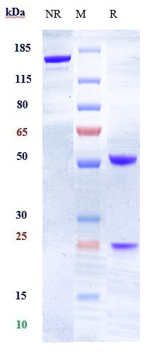 Anti-EFNA4 Reference Antibody (PF-06647263) on SDS-PAGE under reducing (R) condition