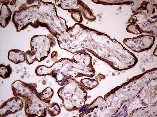 Immunohistochemical staining of paraffin-embedded Human placenta tissue within the normal limits using anti-SEMA3D mouse monoclonal antibody