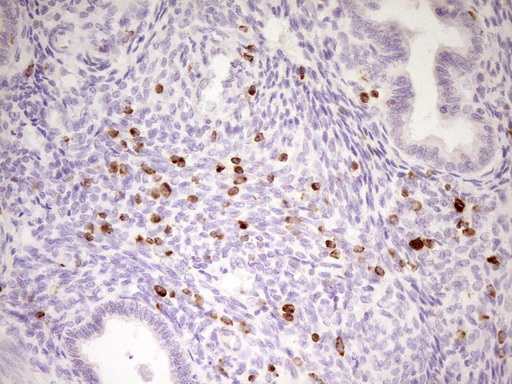 m09242 anti apob48r apobr mouse monoclonal antibody clone id oti1b1 ihc testing 5
