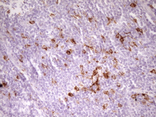 m09242 anti apob48r apobr mouse monoclonal antibody clone id oti1b1 ihc testing 7