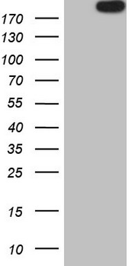 HEK293T cells were transfected with the pCMV6-ENTRY control (Left lane) or pCMV6-ENTRY APOBR (Right lane) cDNA for 48 hrs and lysed