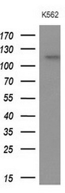 Western blot analysis of extracts (10ug) from 1 cell line by using anti-APOBR monoclonal antibody at 1:200 dilution