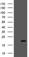 m09246 anti ppil3 mouse monoclonal antibody clone id oti1g3 wb testing 1