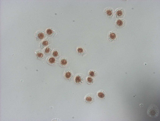 m09247 anti nudt21 mouse monoclonal antibody clone id oti13h1 if testing 20