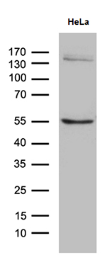 m09261 anti socs4 mouse monoclonal antibody clone id oti5h9 wb testing 1