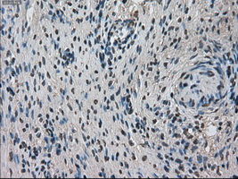 m09266 anti tmem100 mouse monoclonal antibody clone id oti1f8 ihc testing 3