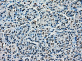 m09266 anti tmem100 mouse monoclonal antibody clone id oti1f8 ihc testing 4
