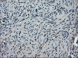 m09266 anti tmem100 mouse monoclonal antibody clone id oti1f8 ihc testing 5