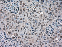 m09266 anti tmem100 mouse monoclonal antibody clone id oti1f8 ihc testing 6