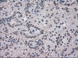 m09266 anti tmem100 mouse monoclonal antibody clone id oti1f8 ihc testing 7