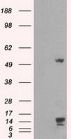 m09266 anti tmem100 mouse monoclonal antibody clone id oti1f8 wb testing 1