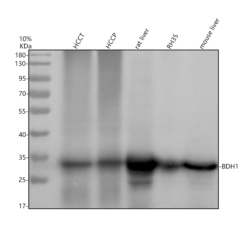 m09277 bdh1 primary antibodies wb testing 1
