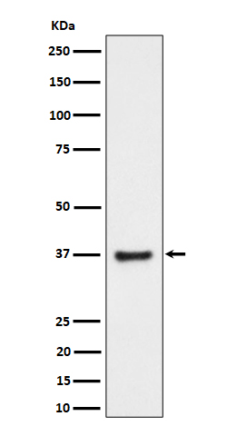 Western blot analysis of RNF115 expression in PC-3 cell lysate.