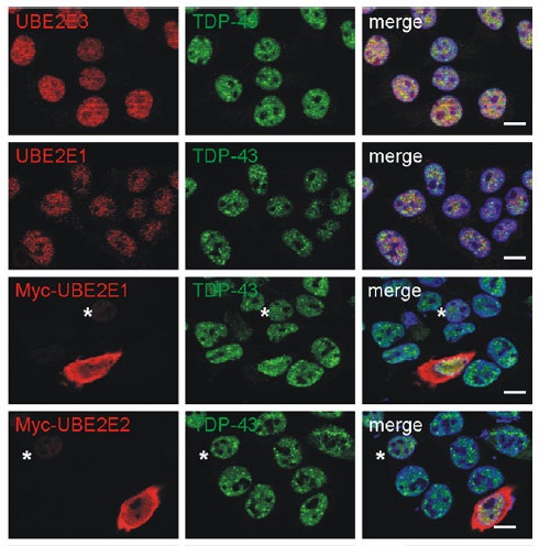 m09303 anti ube2e3 mouse monoclonal antibody clone id oti7e8 if testing 15