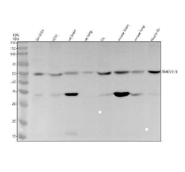 m09325 tmem119 primary antibodies wb testing 1