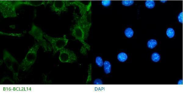 m09347 1 bcl2l14 primary antibodies if testing 1