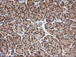 Immunohistochemical staining of paraffin-embedded Human pancreas tissue within the normal limits using anti-NDOR1 mouse monoclonal antibody