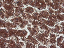 m09352 anti ndor1 mouse monoclonal antibody clone id oti1e3 ihc testing 9