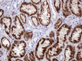 Immunohistochemical staining of paraffin-embedded Human Kidney tissue within the normal limits using anti-AMY2B mouse monoclonal antibody