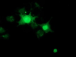 m09378 anti rbbp9 mouse monoclonal antibody clone id oti4g3 if testing 6