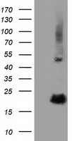 m09378 anti rbbp9 mouse monoclonal antibody clone id oti4g3 wb testing 1