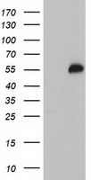 m09384 1 anti tulp3 mouse monoclonal antibody clone id oti1a10 wb testing 1