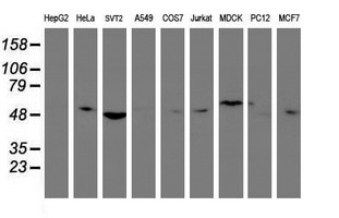 m09384 1 anti tulp3 mouse monoclonal antibody clone id oti1a10 wb testing 2