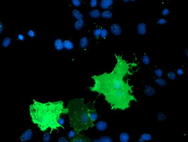 m09384 2 anti tulp3 mouse monoclonal antibody clone id oti7b8 if testing 8