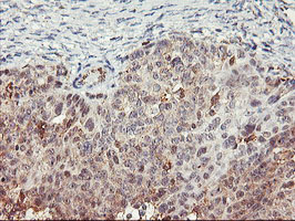 m09384 2 anti tulp3 mouse monoclonal antibody clone id oti7b8 ihc testing 2