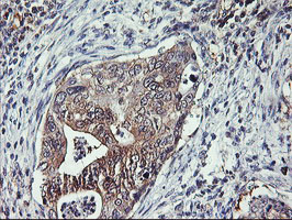 m09384 2 anti tulp3 mouse monoclonal antibody clone id oti7b8 ihc testing 3